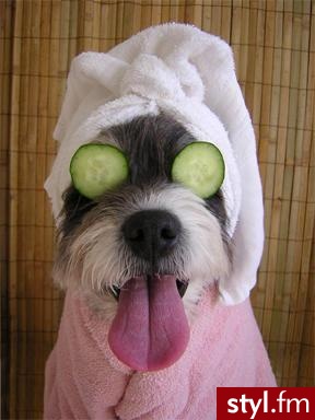 SPA - Misz-masz