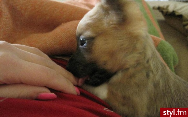 :* - Misz-masz
