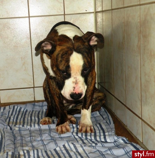 http://amstaff-pitbull.eu/viewtopic.php?f=69&t=5880. http://amstaff-pitbull.eu/viewtopic.php?f=69&t=5880 - Misz-masz