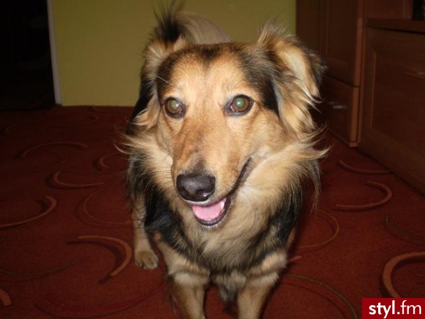 maksio futrzak - Misz-masz