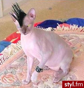 Podoba się wam ? ;] - Punk Rock Alternatywne Średnie Fryzury