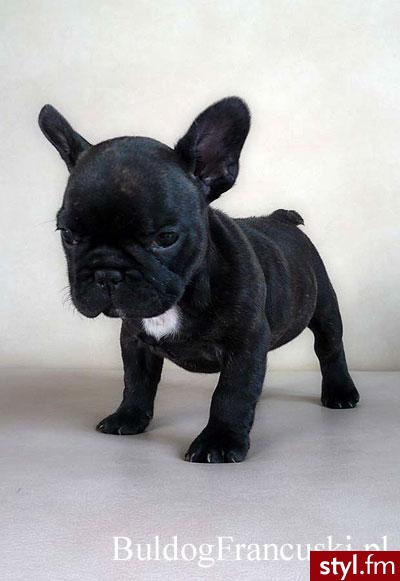 Buldog Francuski - Misz-masz