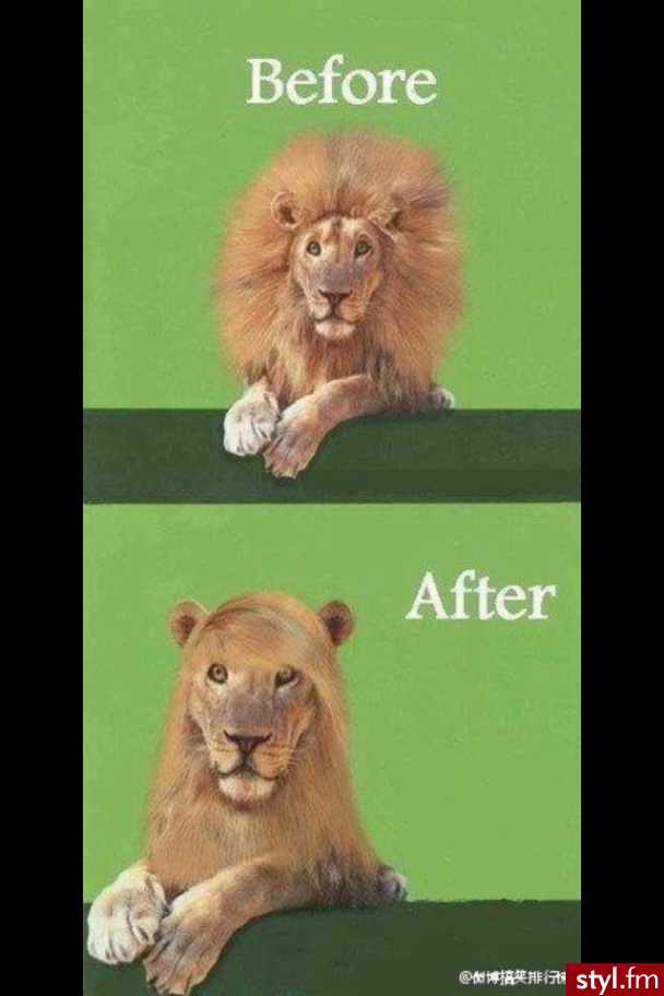 Humor