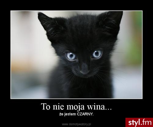 kiciuś.... ale mnie urzekło to zdjęcie.
kocham koty <3 - Misz-masz