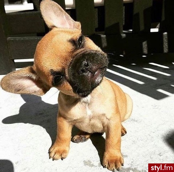 Psy Zwierzaki