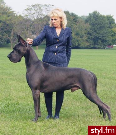 Moje marzenie...które się spełni za 2-3 miesiące. Moje marzenie...które się spełni za 2-3 miesiące :)  Dog Niemiecki KOCHAM tą rase! Miłość od pierwszego wejrzenia :) - Misz-masz