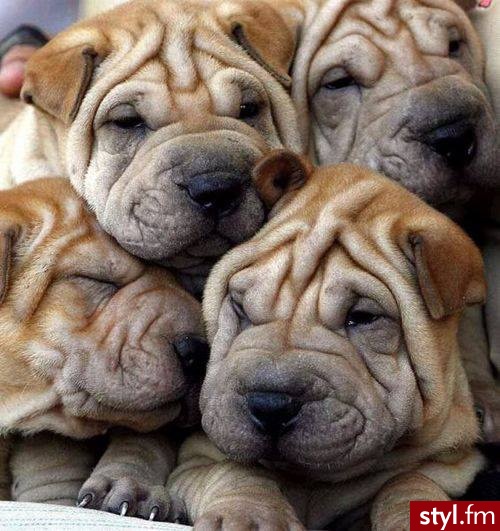 Psy Zwierzaki