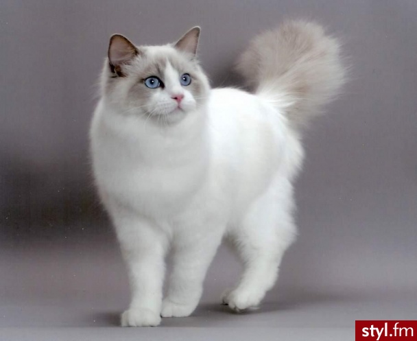 ragdoll:) najslodszy, najsliczniejszy:) takiego chce:) - Misz-masz