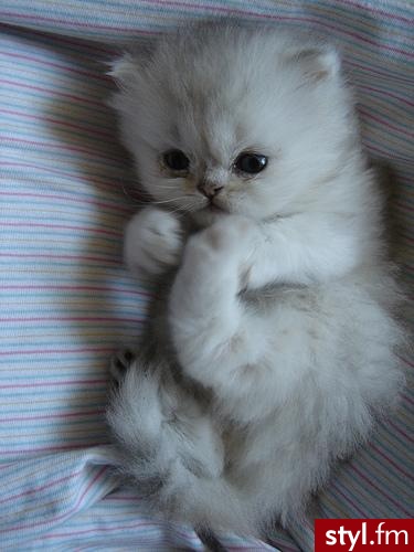 kicuś <33 - Misz-masz