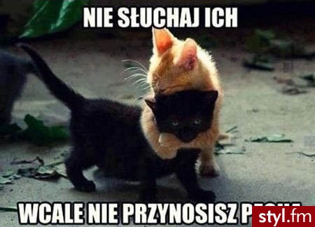 Misz-masz