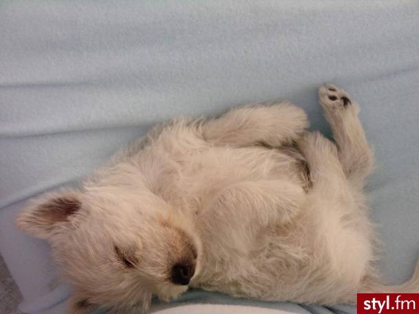 west highland white terrier ;]. mój cudowny piesek;**** - Pozostałe Dodatki Moda