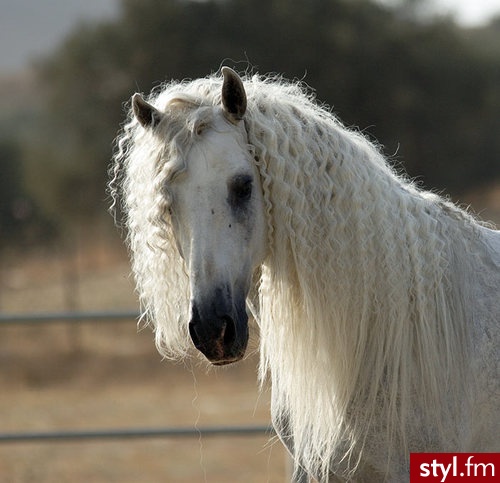 Andaluz - Hobby