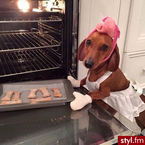 Psy Zwierzaki